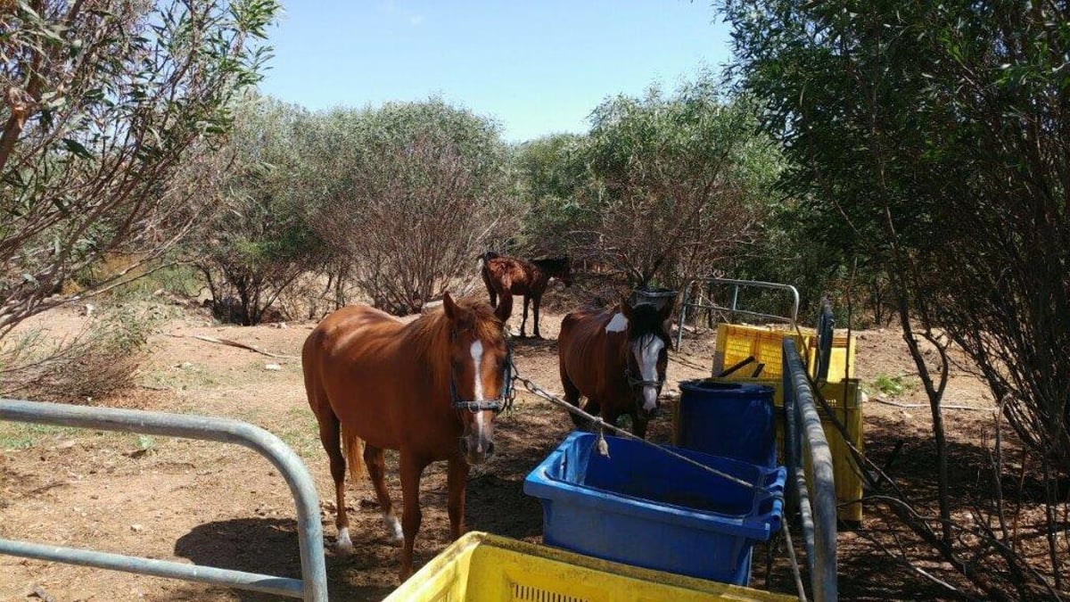 סוסים, חמורים וכלבים פונו מחווה בבני ברק