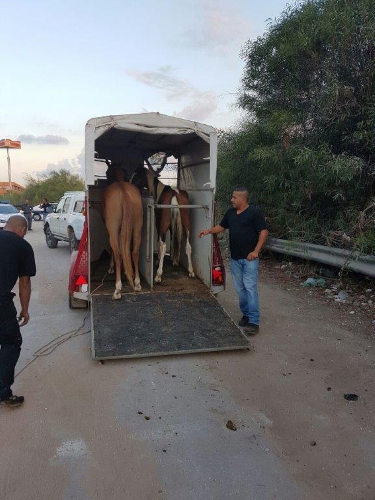 סוסים, חמורים וכלבים פונו מחווה בבני ברק