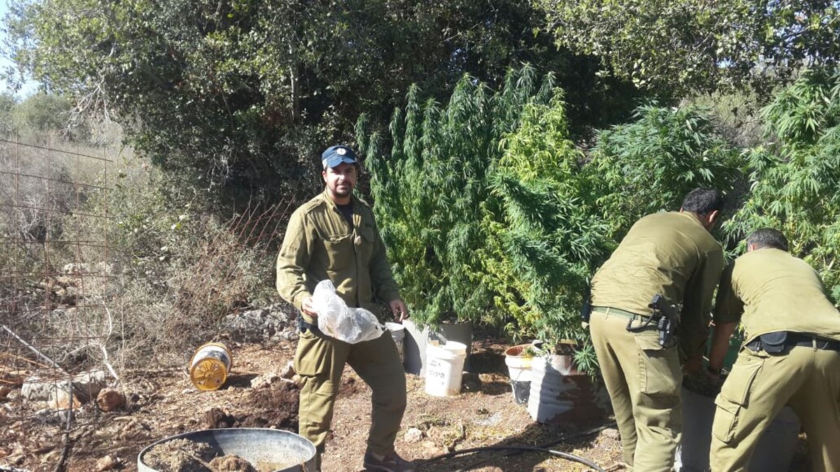 "יער" מריחואנה נחשף על ידי המשטרה