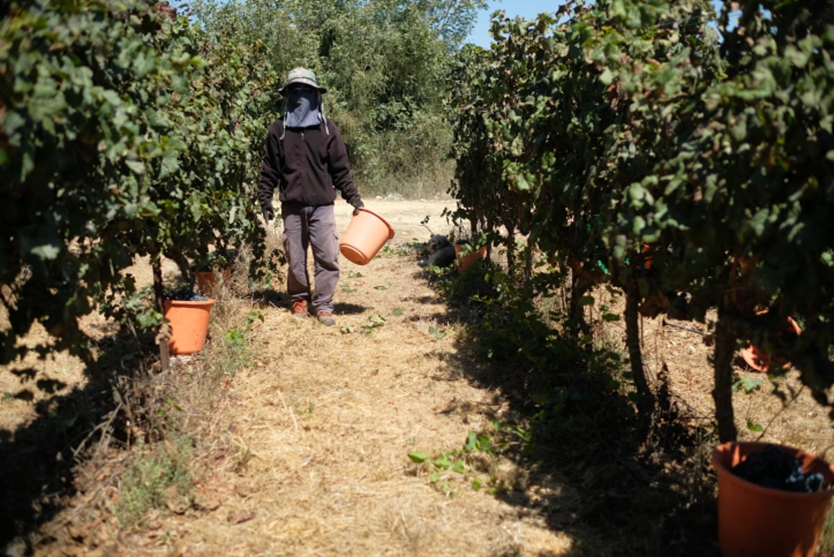 צפו: בציר הענבים בקיבוץ צובה