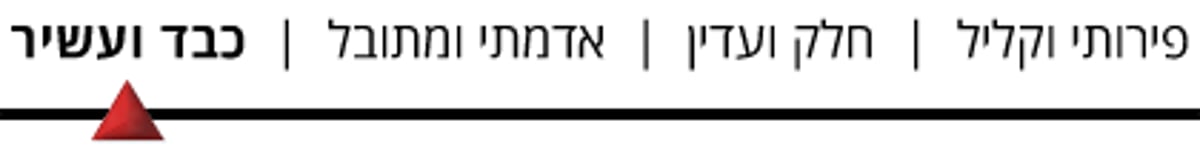 איזה יין הכי מתאים לסעודות בעונת החגים?