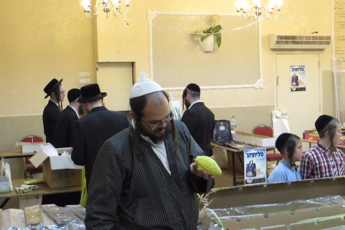 תיעוד: שוק ארבעת המינים בבית שמש