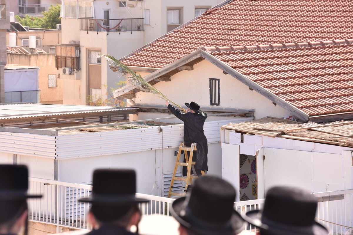 תיעוד: האדמו"ר מצאנז מסכך את סוכתו