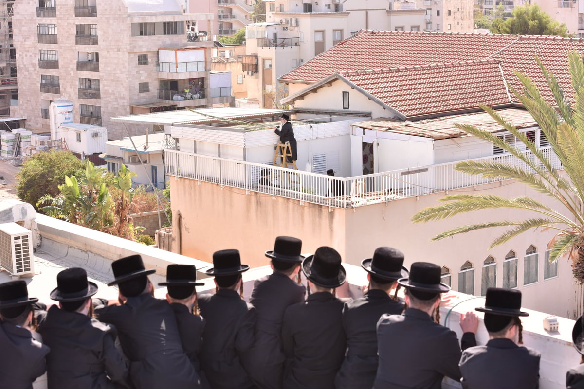 תיעוד: האדמו"ר מצאנז מסכך את סוכתו