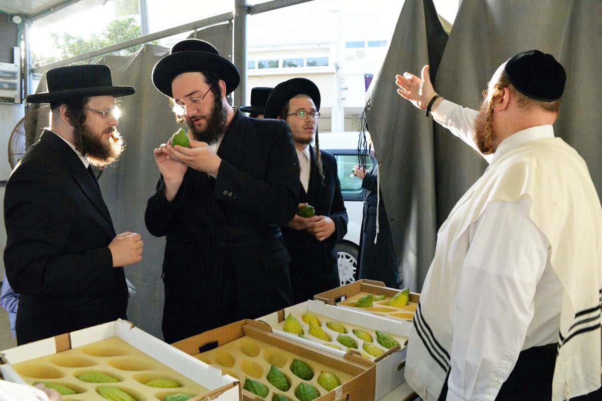 גלריה: מראות שוק ארבעת המינים בבני ברק