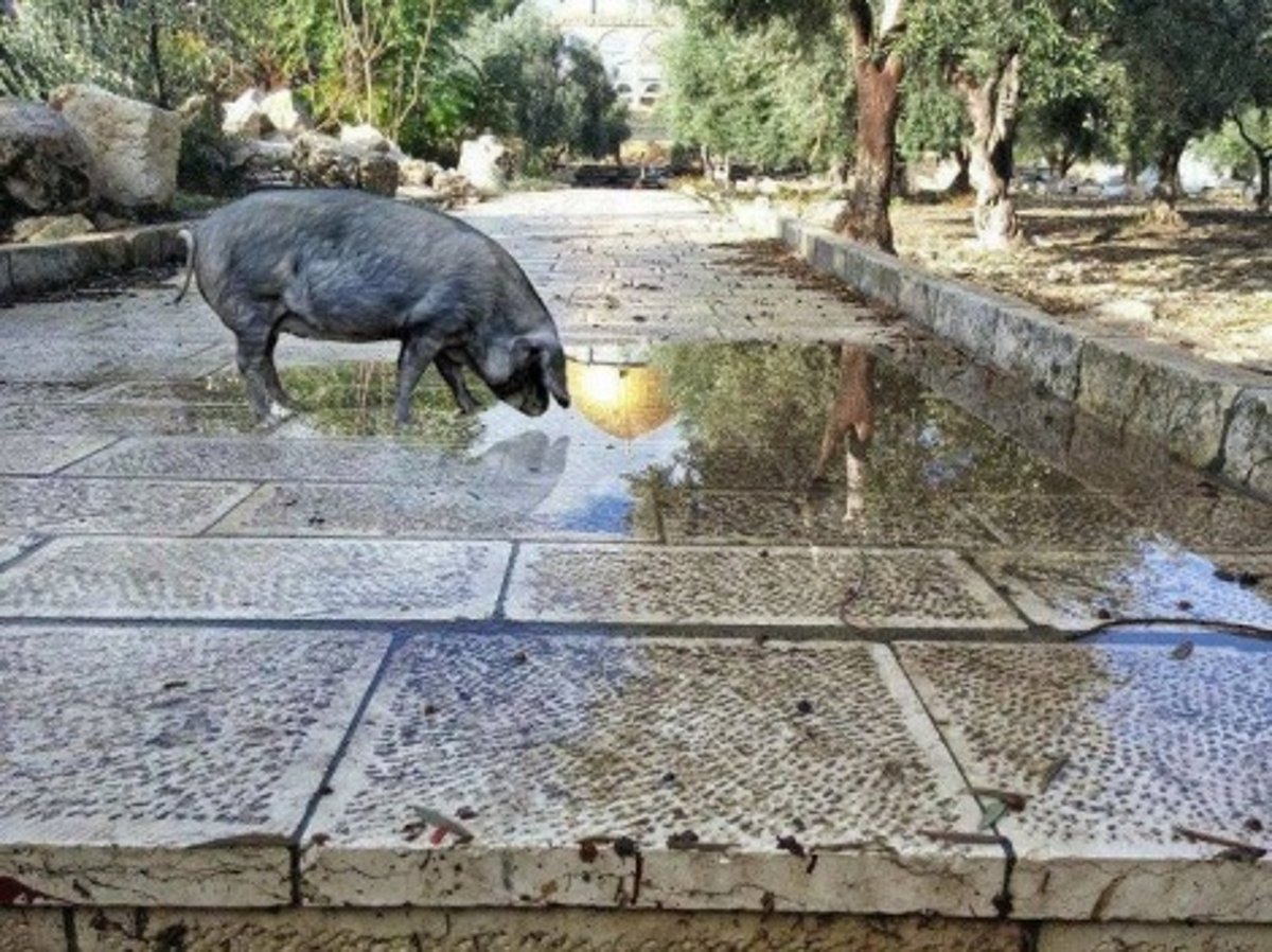 התמונה שחוללה סערה