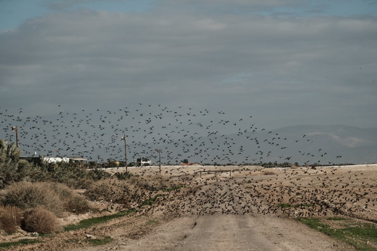 תיעוד מיוחד: להקת זרזירים בבקעת הירדן