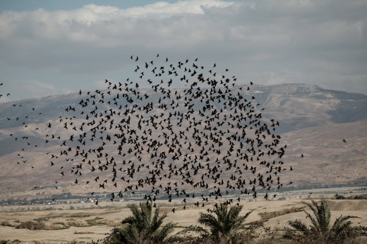 תיעוד מיוחד: להקת זרזירים בבקעת הירדן