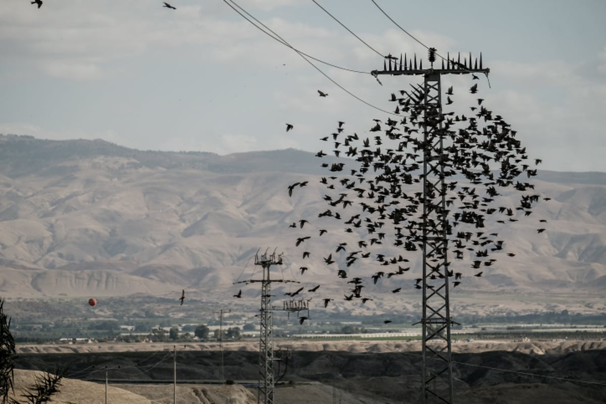 תיעוד מיוחד: להקת זרזירים בבקעת הירדן