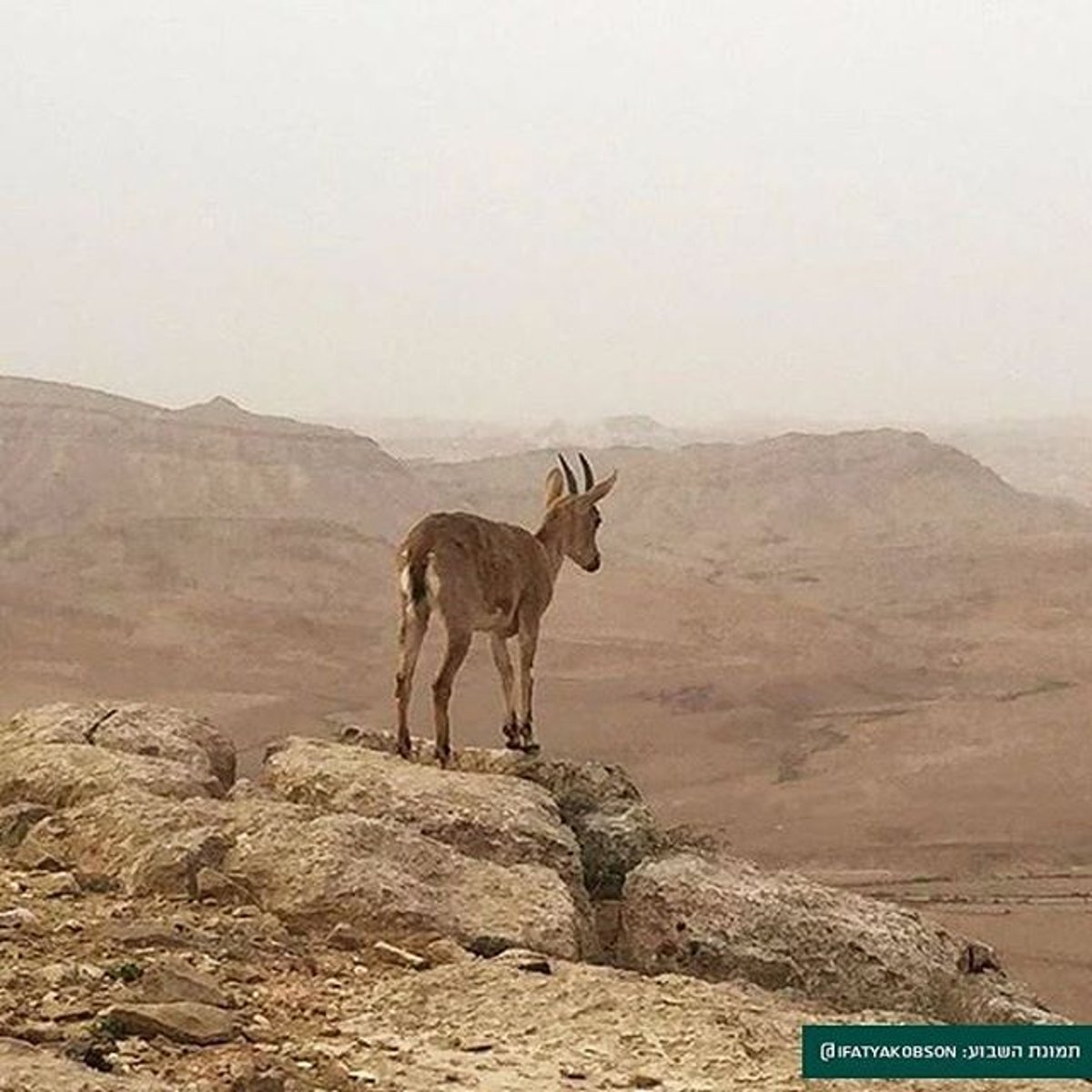 התאוששות באוכלוסיית הצבאים בצפון הארץ