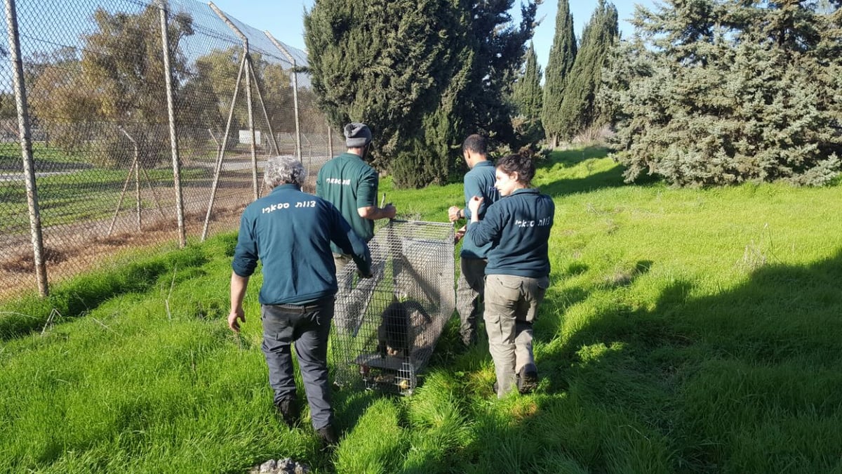 לאחר שבוע: הקוף שברח נתפס והוחזר לספארי