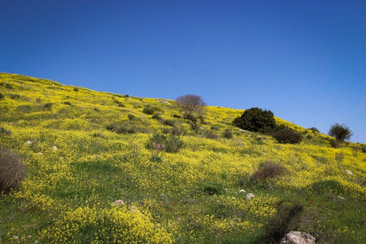 הקסם של עמק האלה דרך עדשת המצלמה