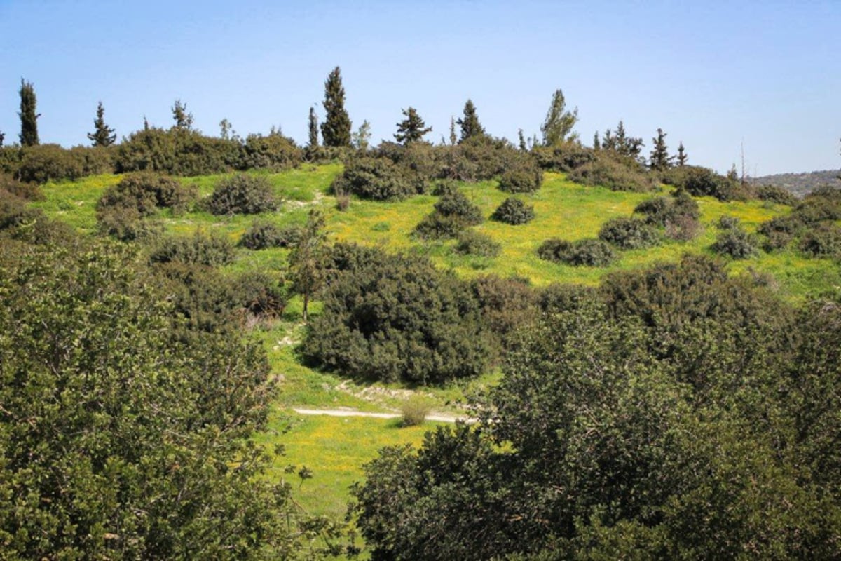 הקסם של עמק האלה דרך עדשת המצלמה