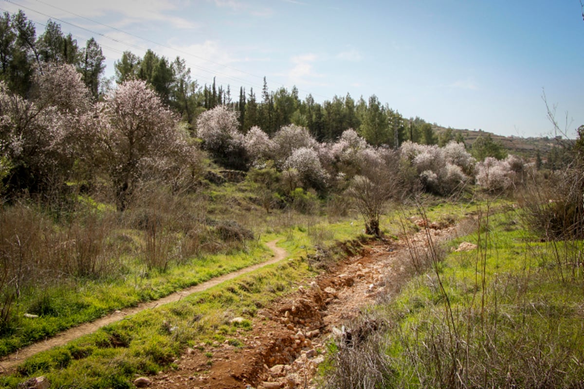 האביב עוד לא ממש פה - הפריחה כבר כן