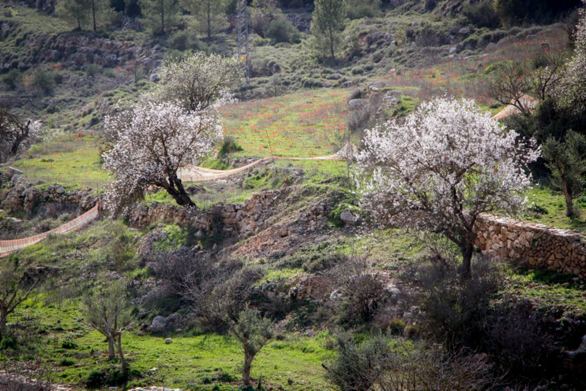 האביב עוד לא ממש פה - הפריחה כבר כן