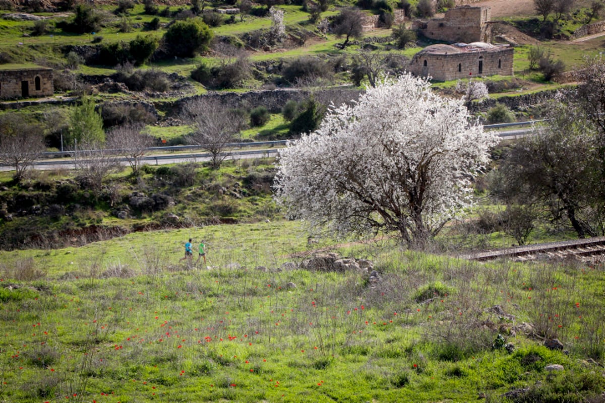 האביב עוד לא ממש פה - הפריחה כבר כן