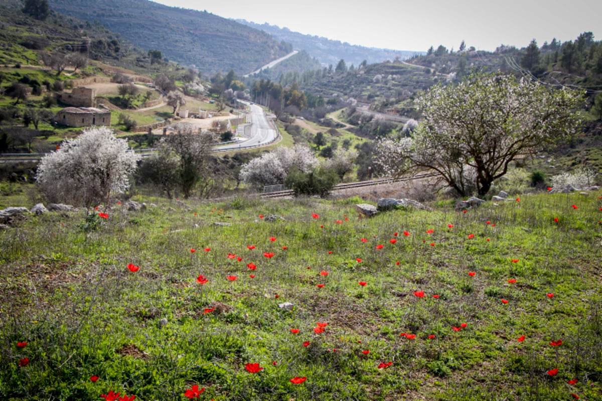 האביב עוד לא ממש פה - הפריחה כבר כן