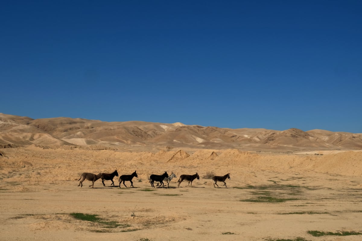 מדבר יהודה - צפו בקסם המדברי של האביב