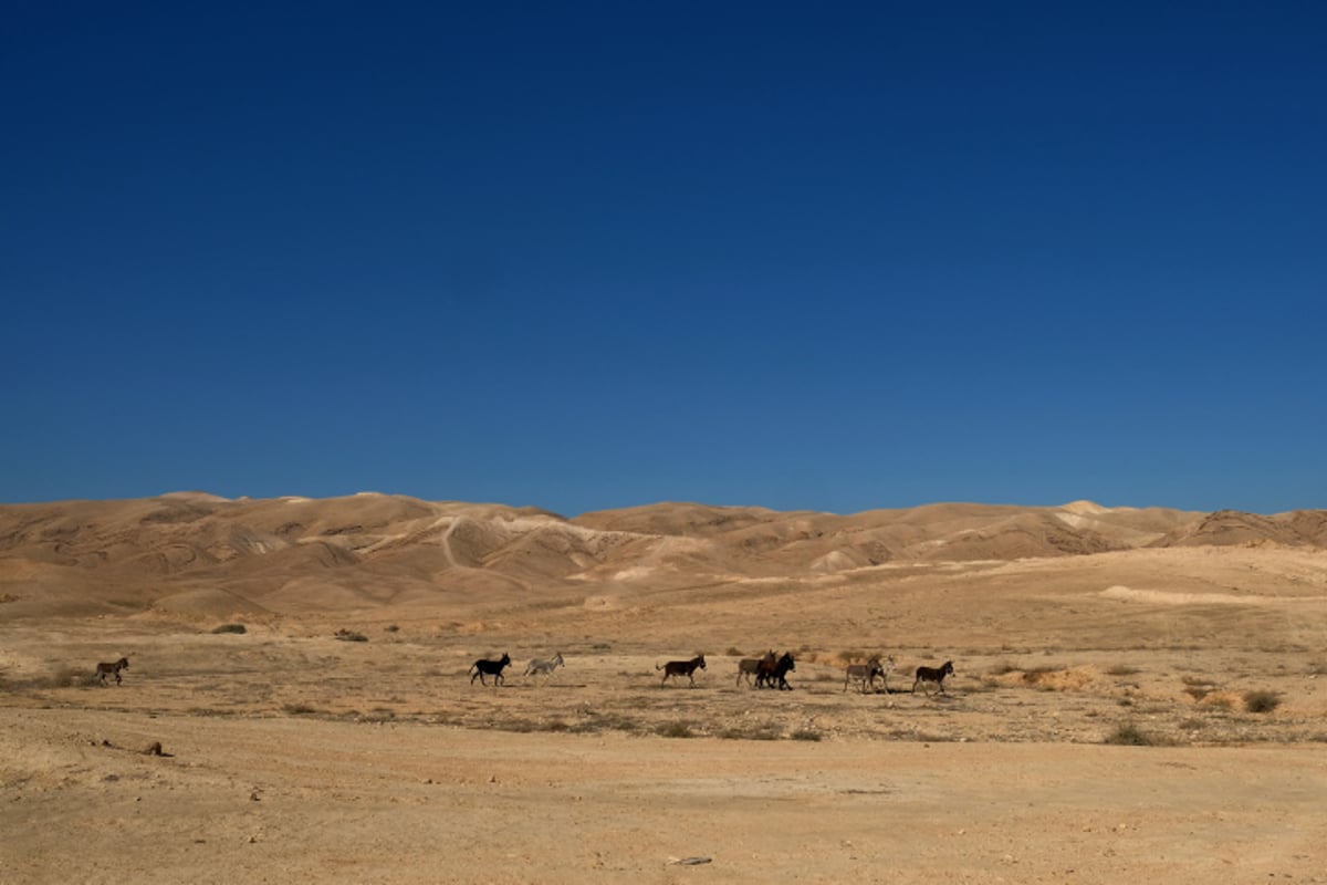 מדבר יהודה - צפו בקסם המדברי של האביב