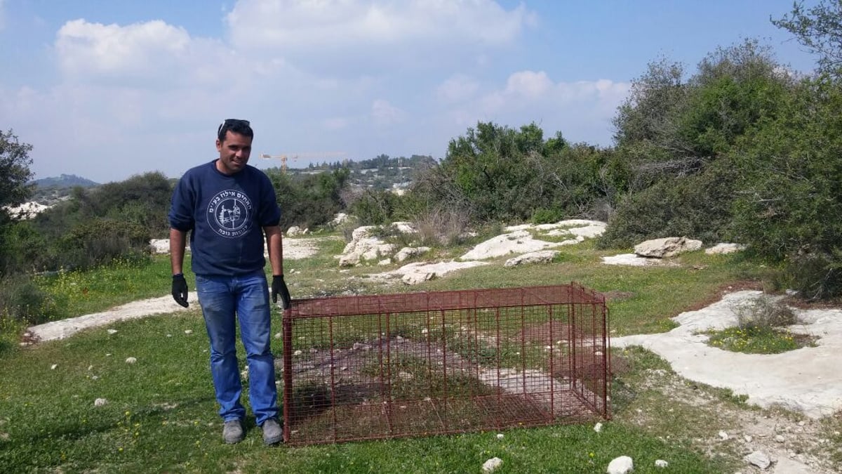 עיריית בית שמש הציבה כלובי ענק ברחובות