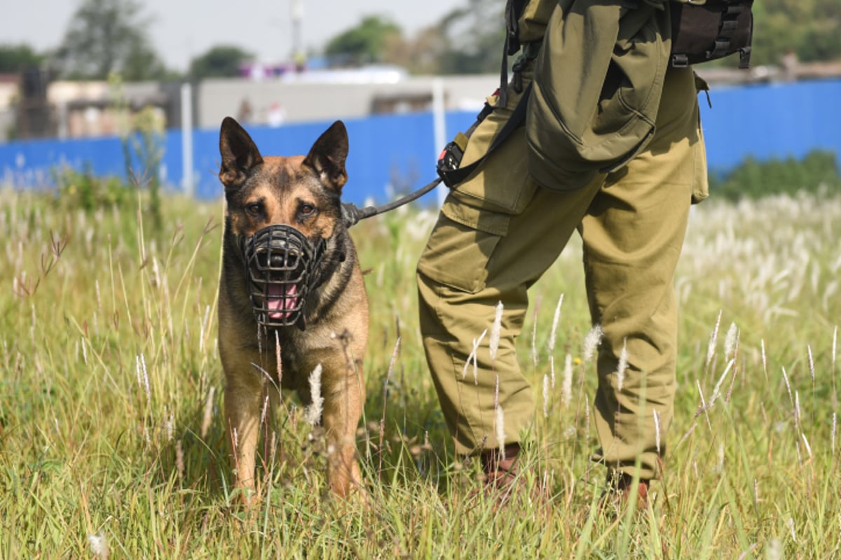 כלב מיחידת עוקץ