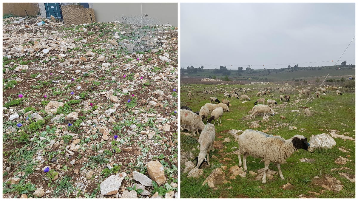 נופי הצפון, עדרי כבשים ואלפי פרחים. כרמי אור הגנוז.