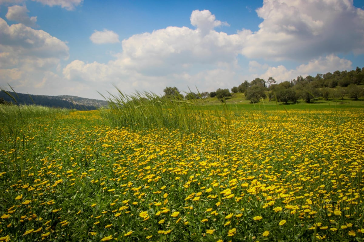 התחזית: נאה עם עלייה קלה בטמפרטורות