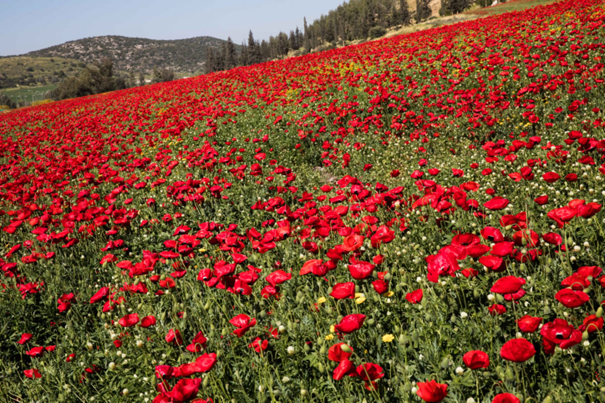 אביב הגיע פסח בא: עמק האלה בצבעים