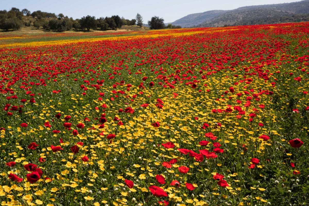 אביב הגיע פסח בא: עמק האלה בצבעים