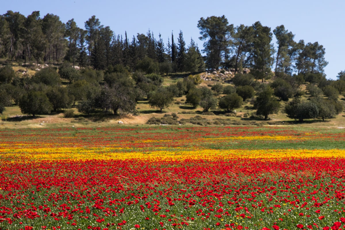 אביב הגיע פסח בא: עמק האלה בצבעים