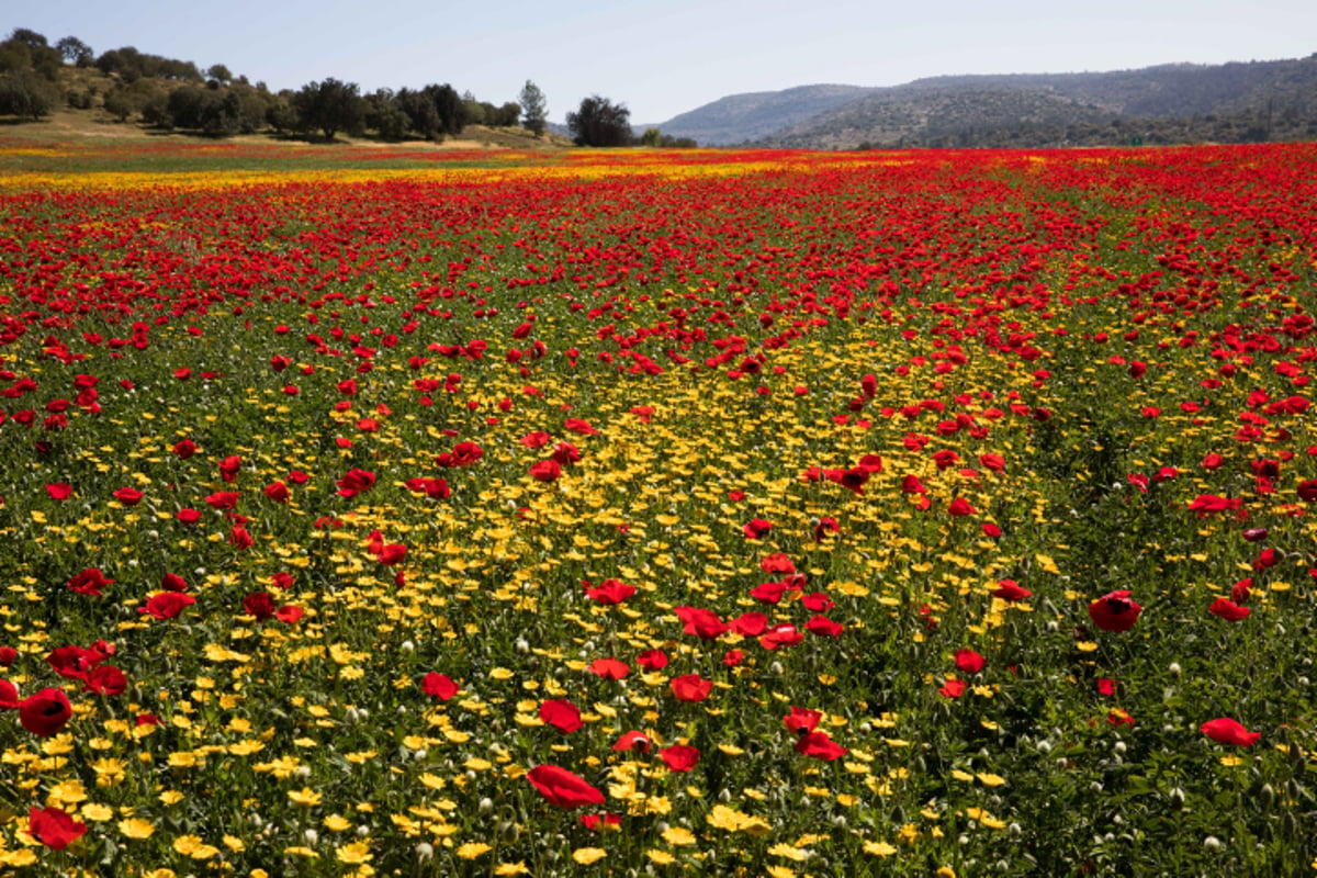 אביב הגיע פסח בא: עמק האלה בצבעים