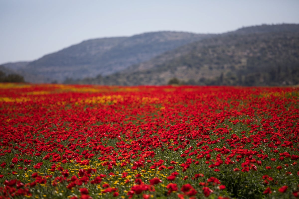 אביב הגיע פסח בא: עמק האלה בצבעים