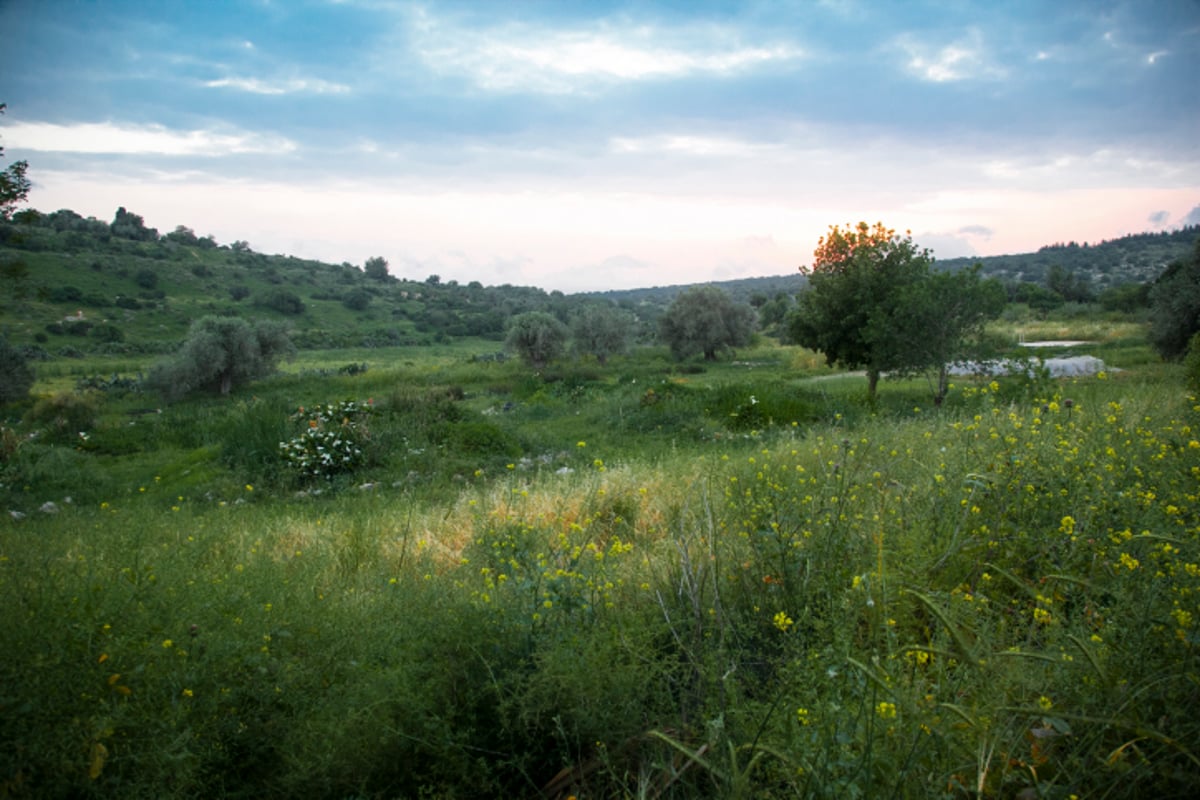 חקלאות אקולוגית בגליל; זה גם נראה טוב