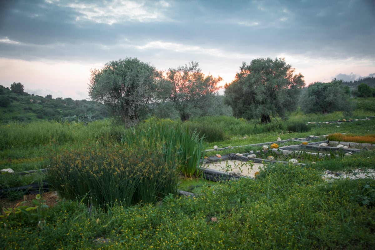 חקלאות אקולוגית בגליל; זה גם נראה טוב