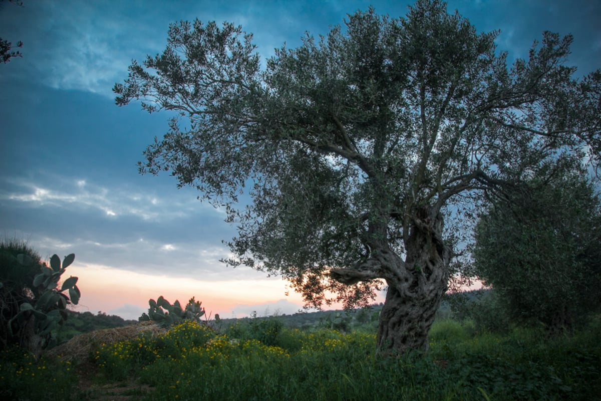 חקלאות אקולוגית בגליל; זה גם נראה טוב