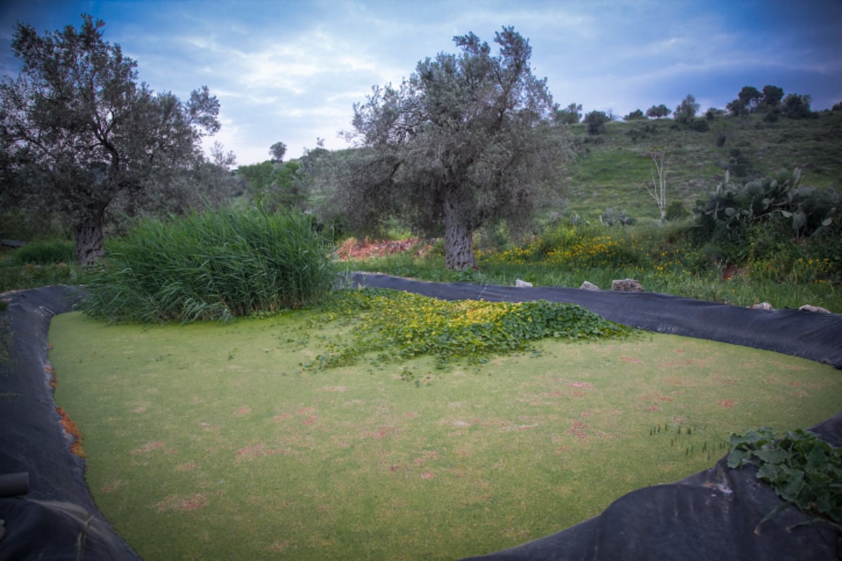 חקלאות אקולוגית בגליל; זה גם נראה טוב