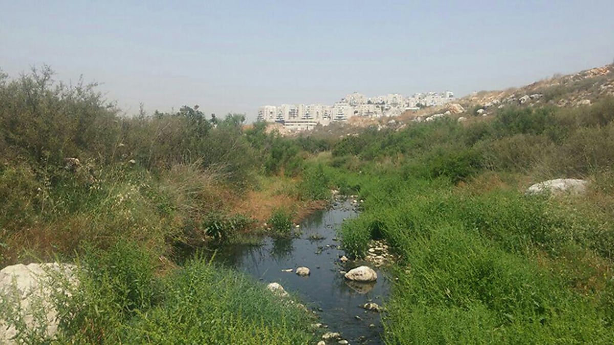 מכת היתושים במודיעין עילית: שלוליות ביוב מרמאללה. צפו