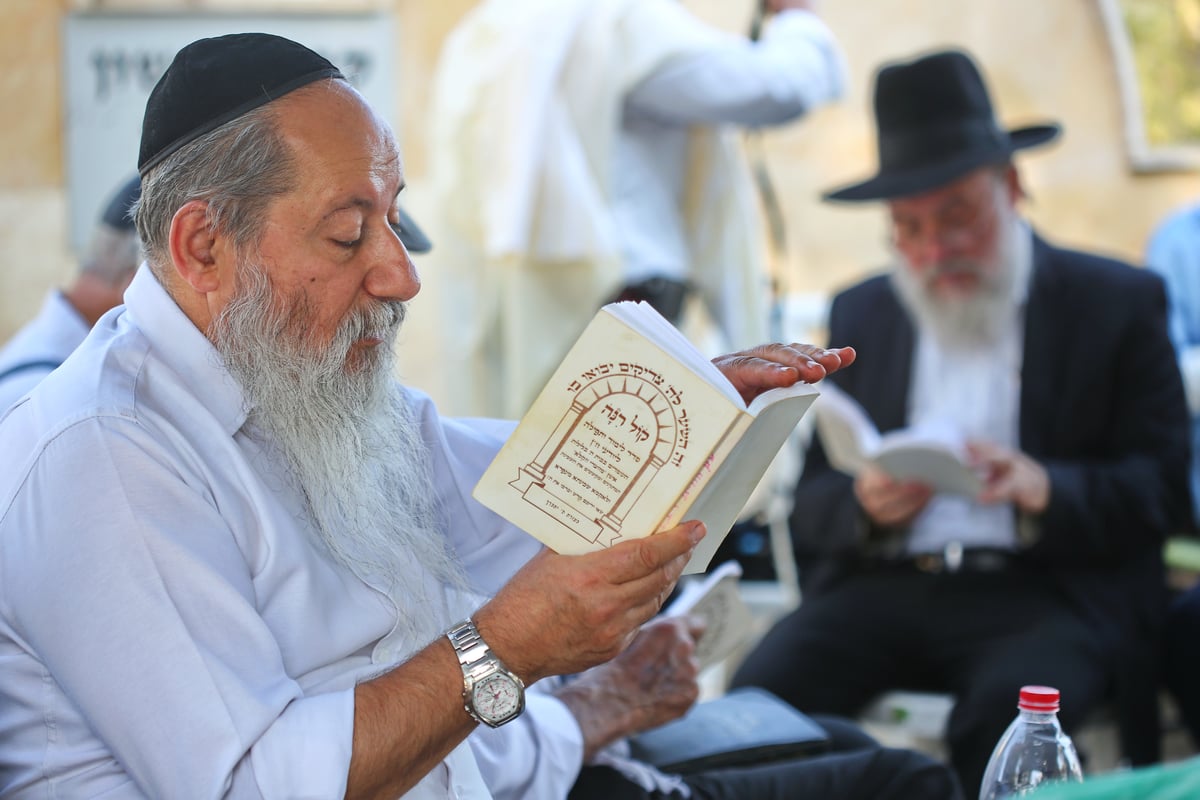 לולבים ואתרוגים בהילולת שמשון הגיבור • צפו