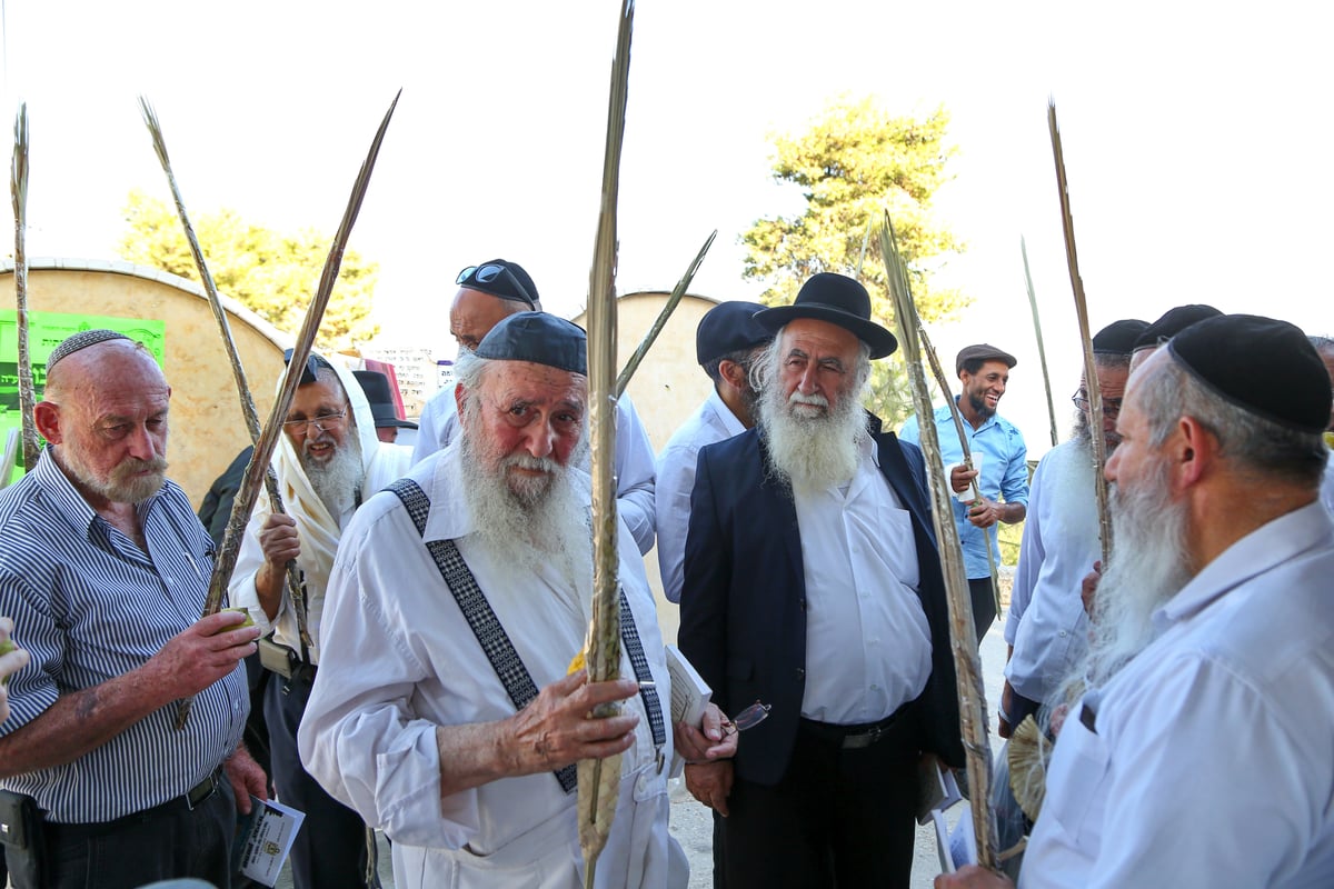 לולבים ואתרוגים בהילולת שמשון הגיבור • צפו