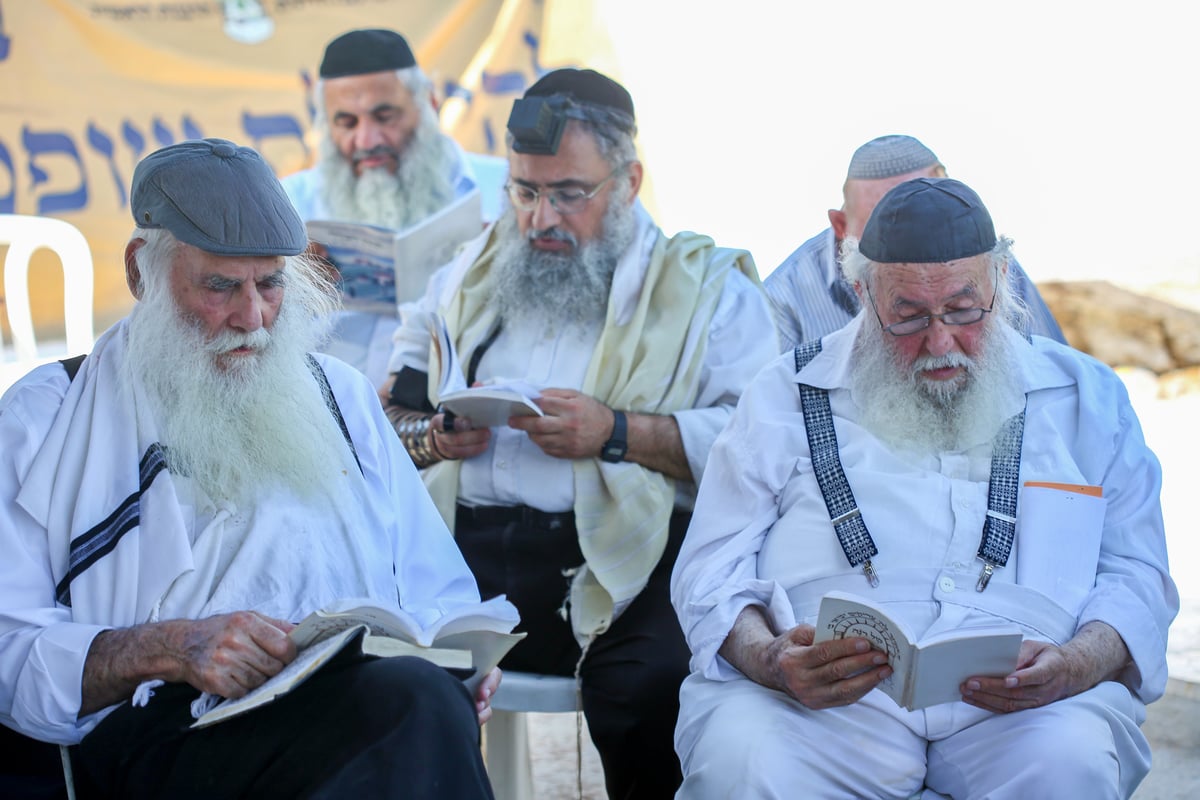 לולבים ואתרוגים בהילולת שמשון הגיבור • צפו