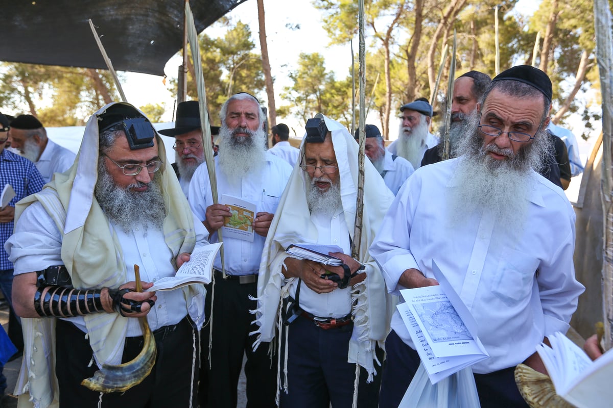 לולבים ואתרוגים בהילולת שמשון הגיבור • צפו