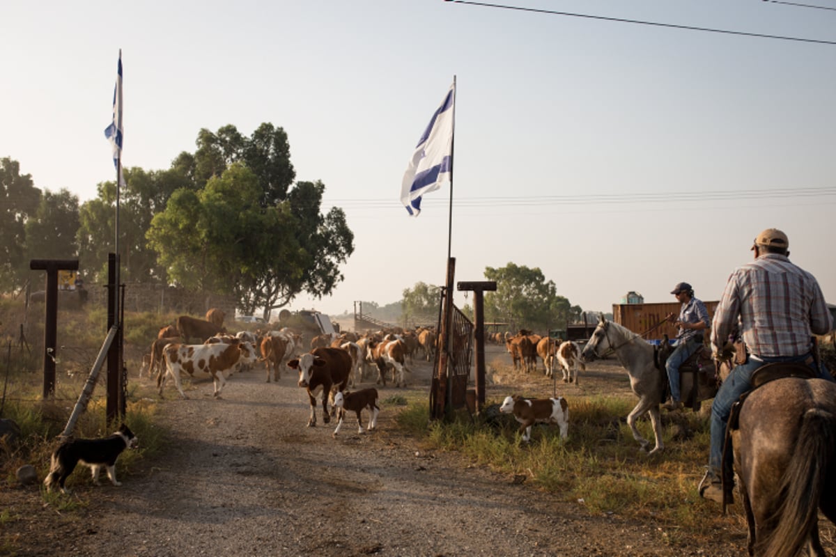 ראשי בקר, סוסים ומה שביניהם • צפו בגלריה