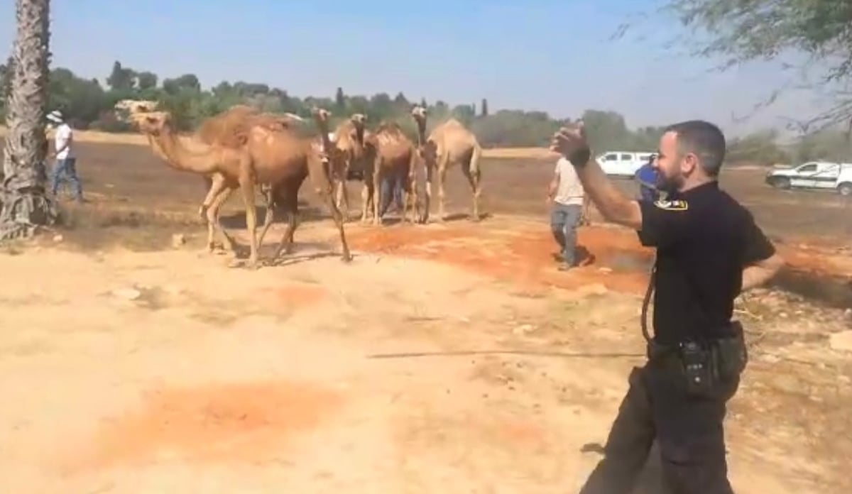 "סיכן חיים": קשיש בדואי חשוד באחריות לשוטטות גמלים