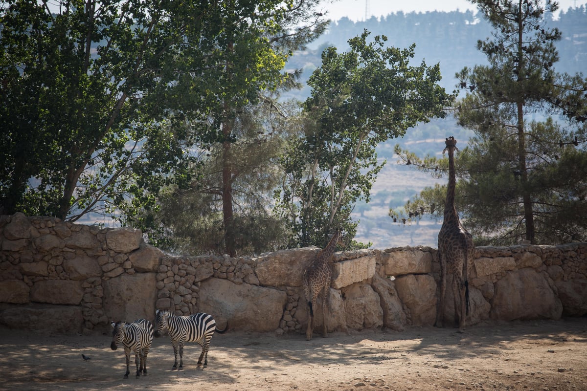 ביקור מצולם בגן החיות התנכ"י • צפו בגלריה