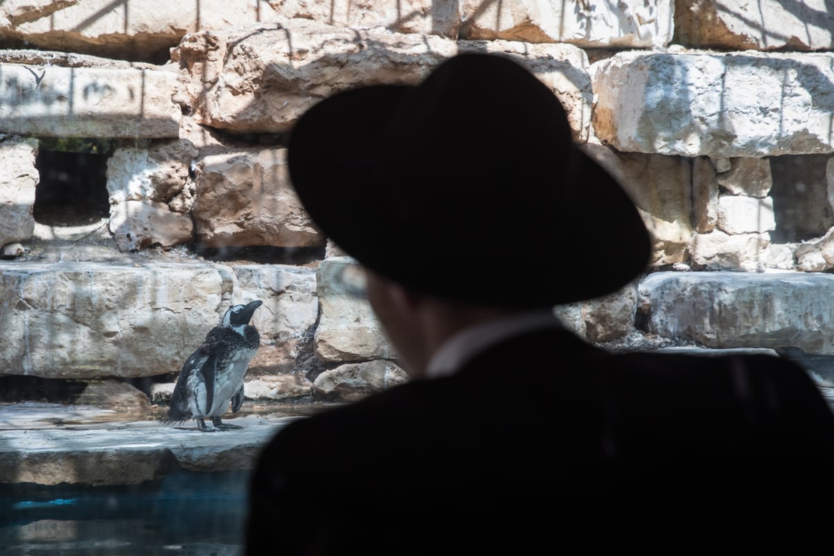 ביקור מצולם בגן החיות התנכ"י • צפו בגלריה