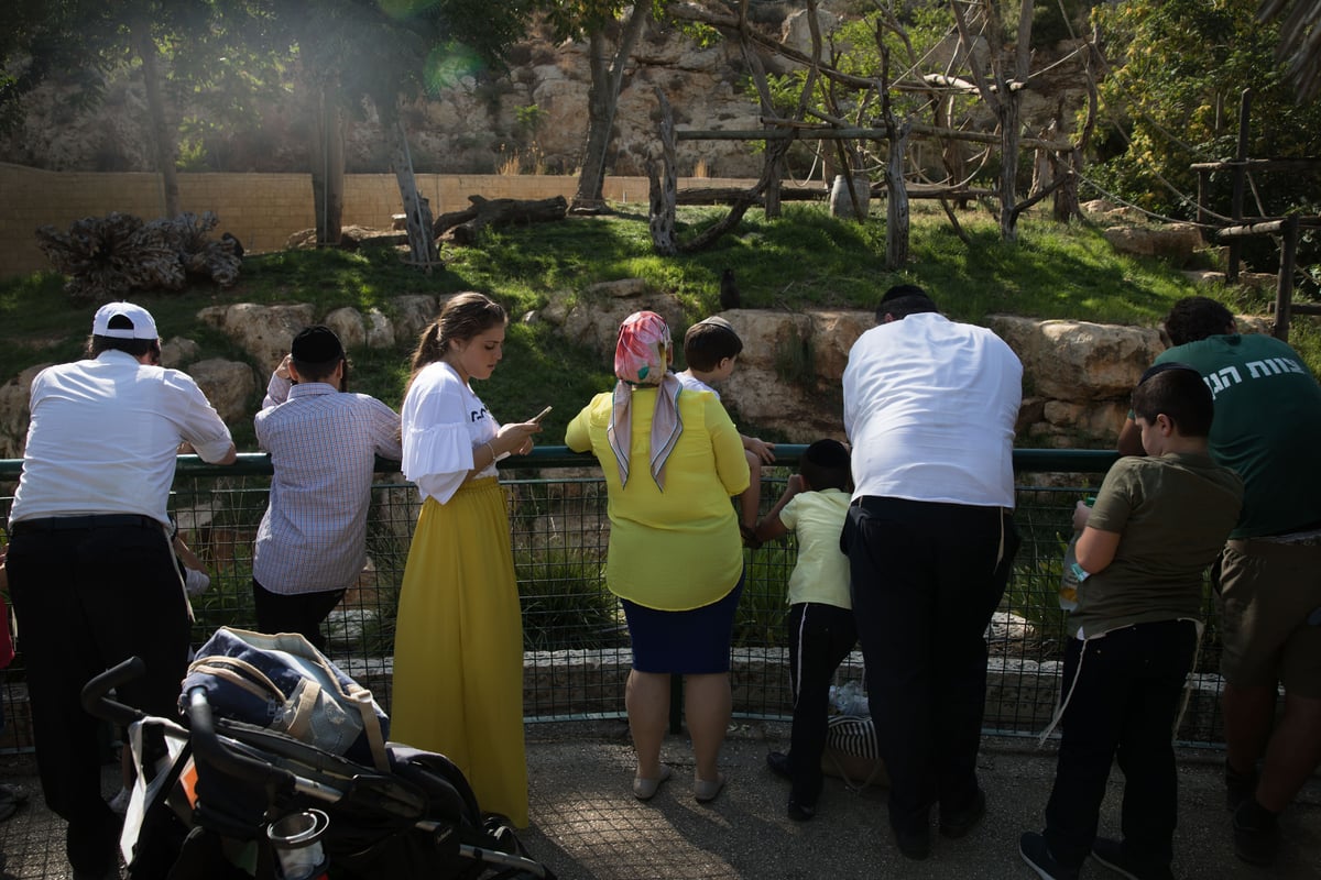 ביקור מצולם בגן החיות התנכ"י • צפו בגלריה