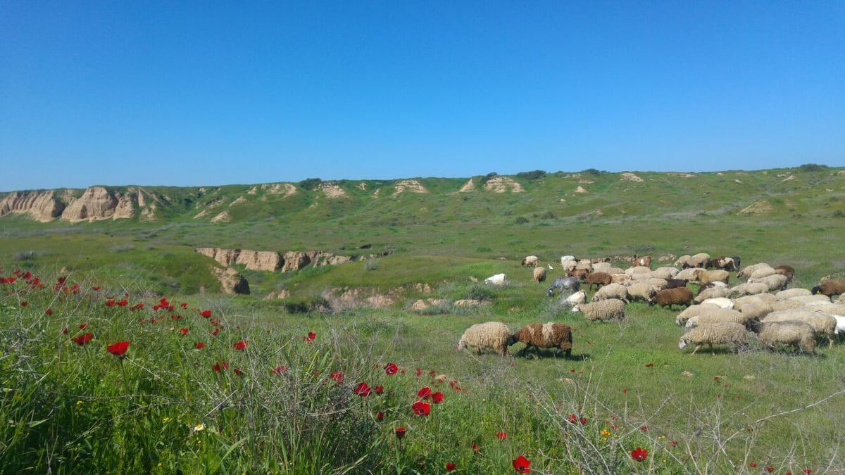 החופשה הכי מדוברת בשטח