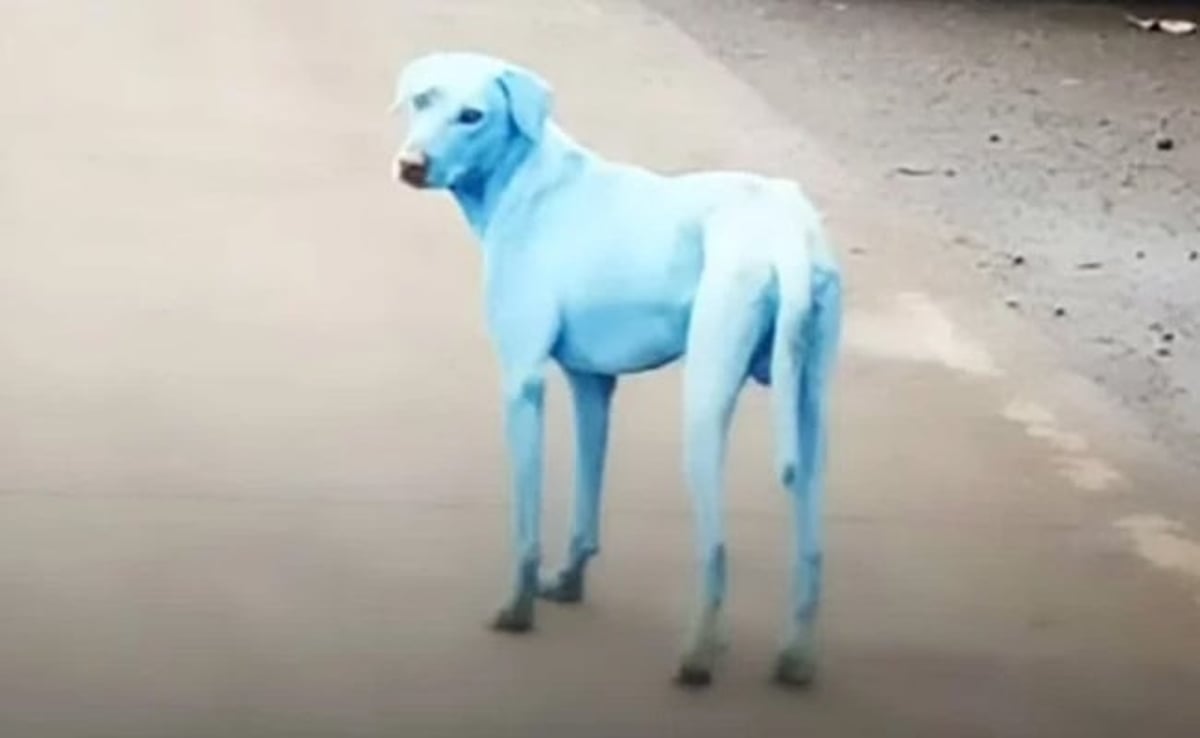 תופעה בהודו: כלבים הופכים לכחולים