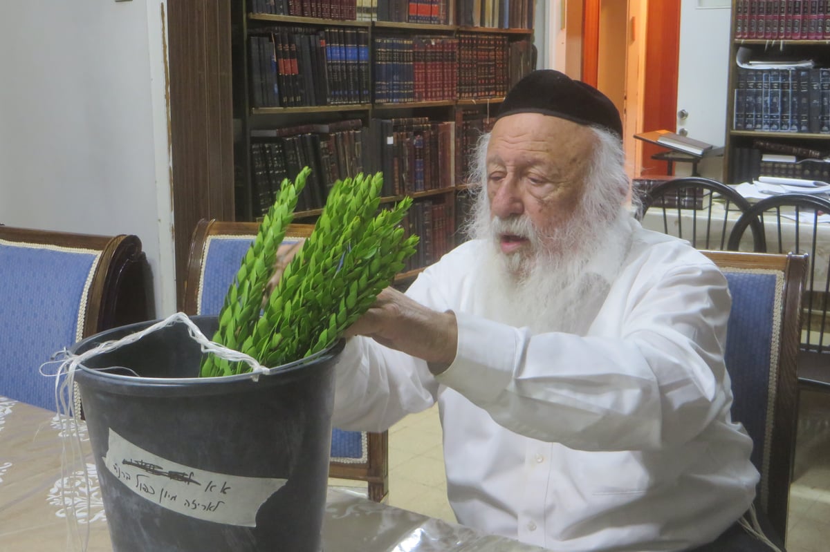 הגרב"ד פוברסקי בבדיקת לולבים והדסים. צפו