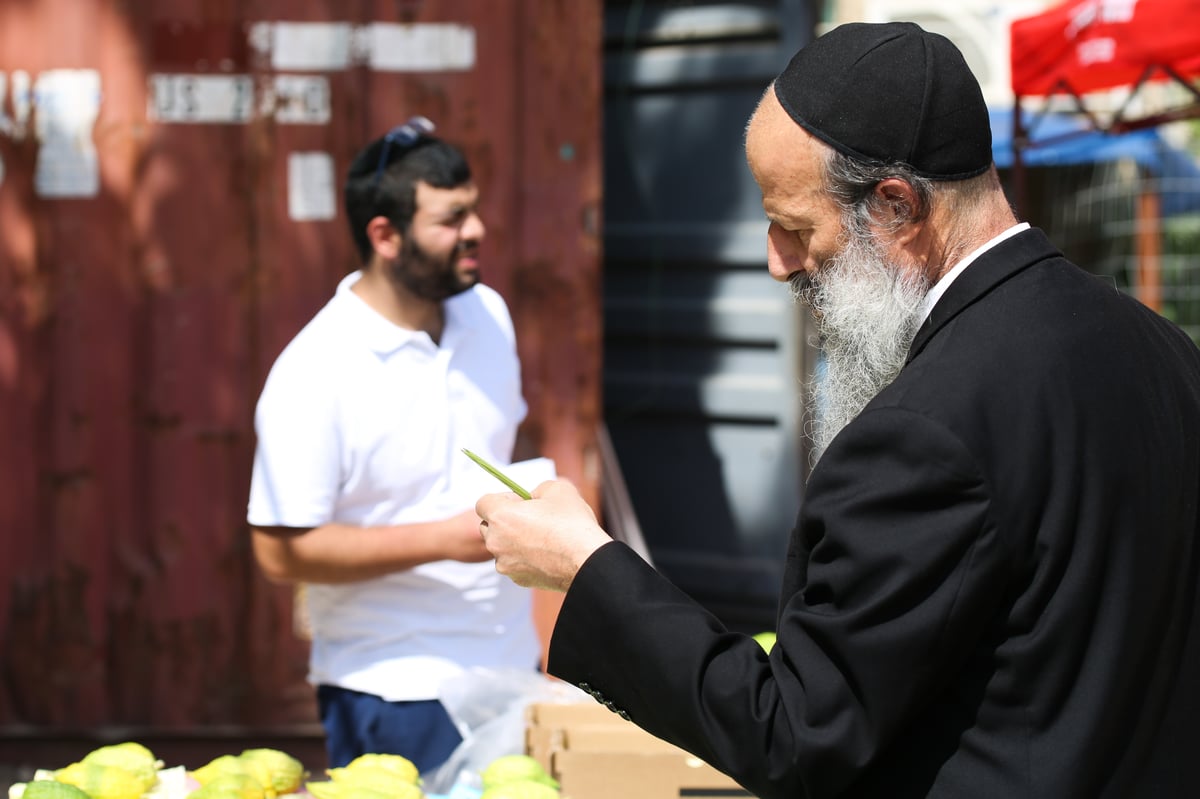 שוק ארבעת המינים בצפת • צפו בגלריה